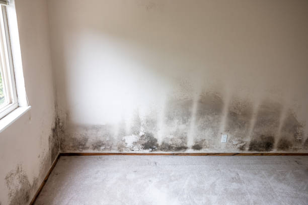 Environmental Consulting for Mold Prevention in Osage Beach, MO